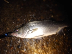 ヒラスズキの釣果