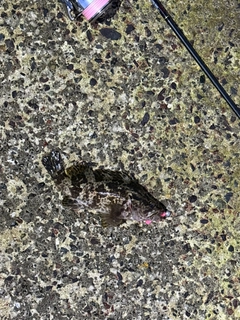 タケノコメバルの釣果