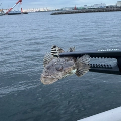 コチの釣果