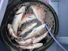 マダイの釣果