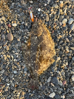 ヒラメの釣果