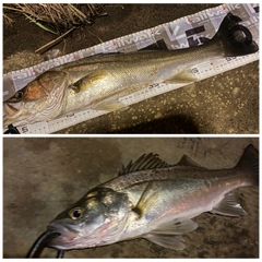 シーバスの釣果