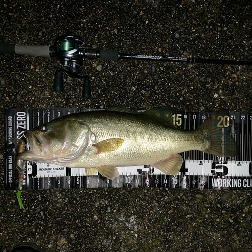 ブラックバスの釣果