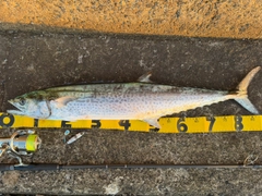 サワラの釣果