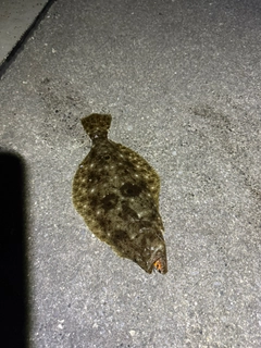 ヒラメの釣果