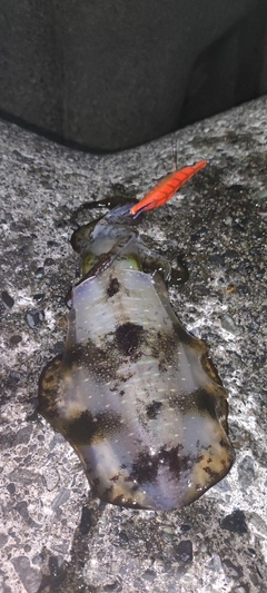 アオリイカの釣果