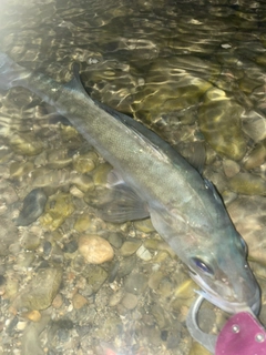 フッコ（ヒラスズキ）の釣果