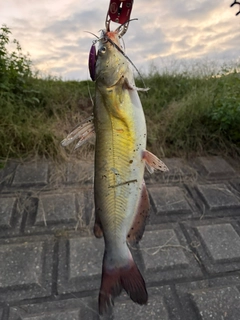 アメリカナマズの釣果