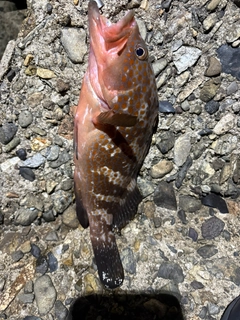 アコウの釣果