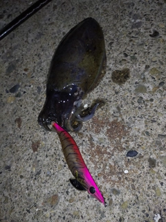 モンゴウイカの釣果