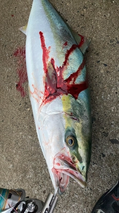 ワラサの釣果
