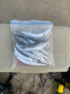 カマスの釣果