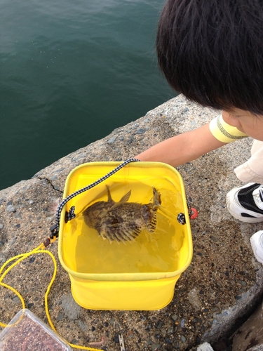 ソイの釣果