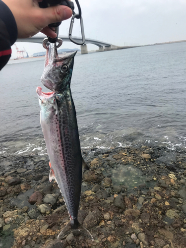 サゴシの釣果