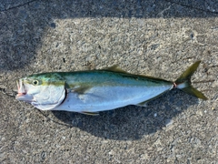 イナダの釣果