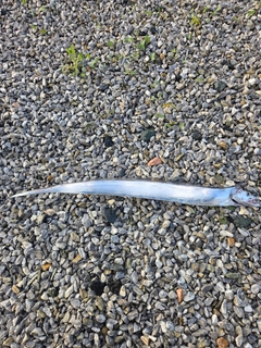 タチウオの釣果