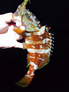アカハタの釣果