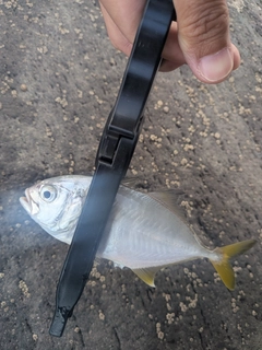 メッキの釣果