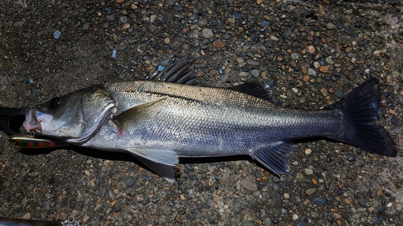DAIWA 21モアザン ブランジーノ EX AGS 94MLの最安値・インプレ・釣果