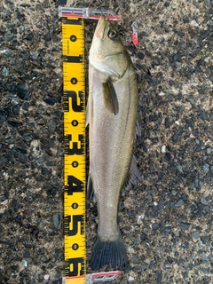 マルスズキの釣果