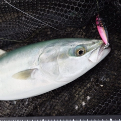 ツバイソの釣果
