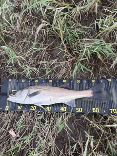 スズキの釣果