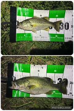 ブラックバスの釣果