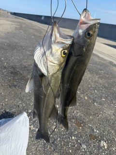 シーバスの釣果