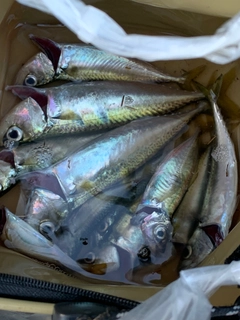 サバの釣果