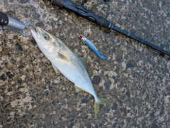 ワカシの釣果