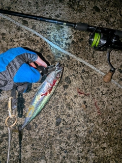 マサバの釣果