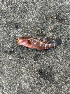 キジハタの釣果