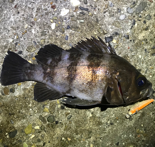 メバルの釣果