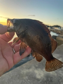 メバルの釣果