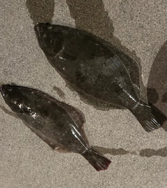 ヒラメの釣果