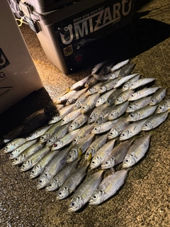 マアジの釣果