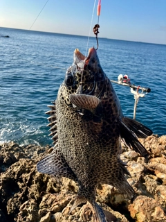 イシガキダイの釣果