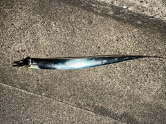 タチウオの釣果