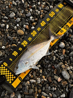 シオの釣果