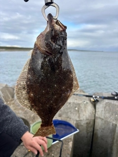 ソゲの釣果
