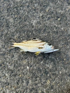コトヒキの釣果