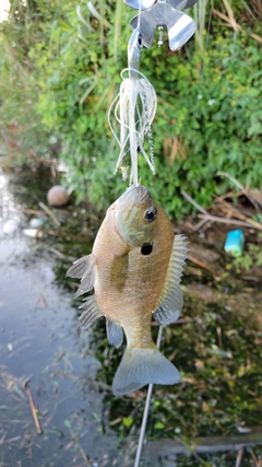 ブルーギルの釣果
