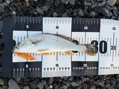 イシモチの釣果