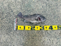 クロソイの釣果