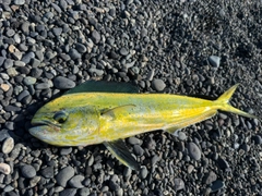 シイラの釣果