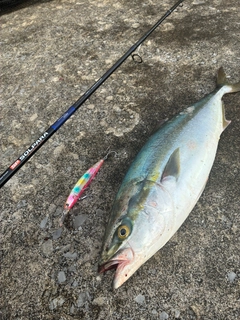 ワラサの釣果