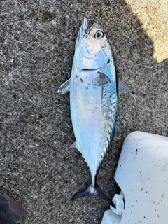 ソウダガツオの釣果