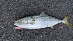 ヤズの釣果