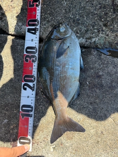 イスズミの釣果