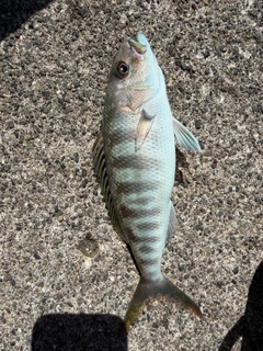 アオチビキの釣果